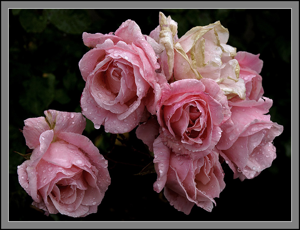 photo "***" tags: nature, macro and close-up, flowers