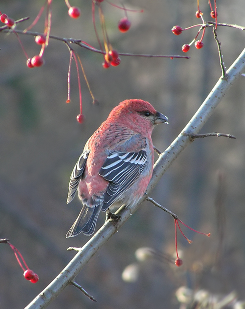 photo "Pine Grosbeak" tags: nature, wild animals