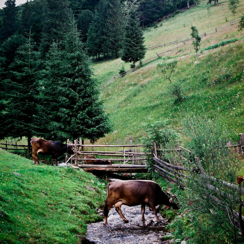 photo "***" tags: landscape, nature, pets/farm animals