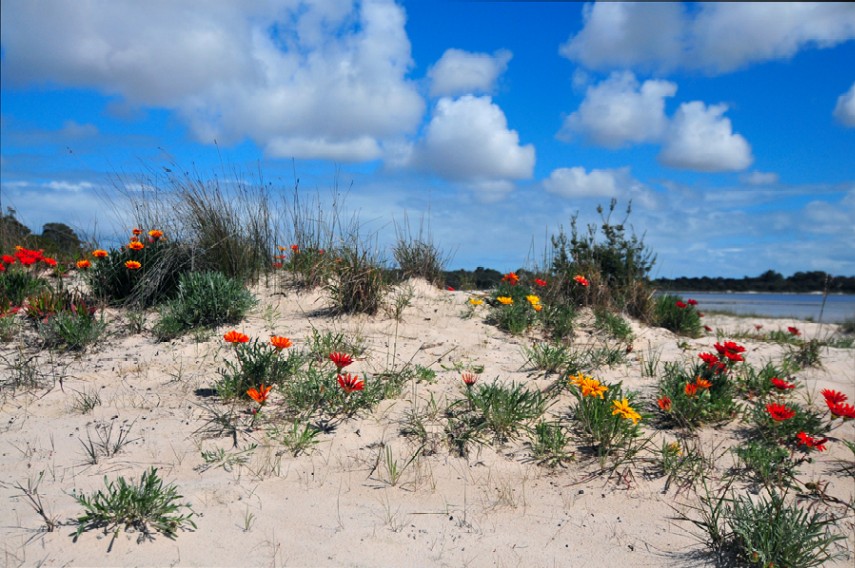 photo "Spring  Dunes" tags: landscape, spring