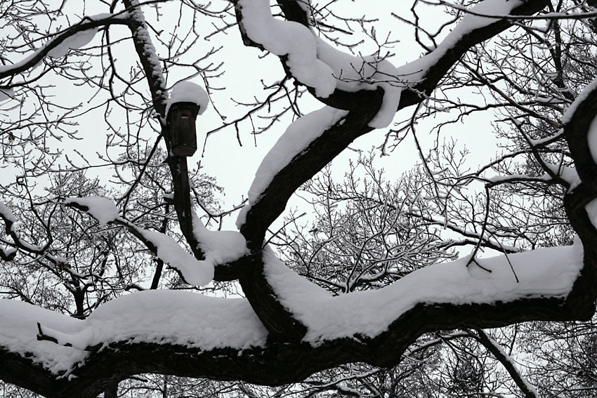 photo "***" tags: landscape, forest, winter