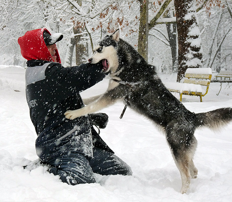 фото "Siberian Husky - Без шуток!" метки: жанр, 