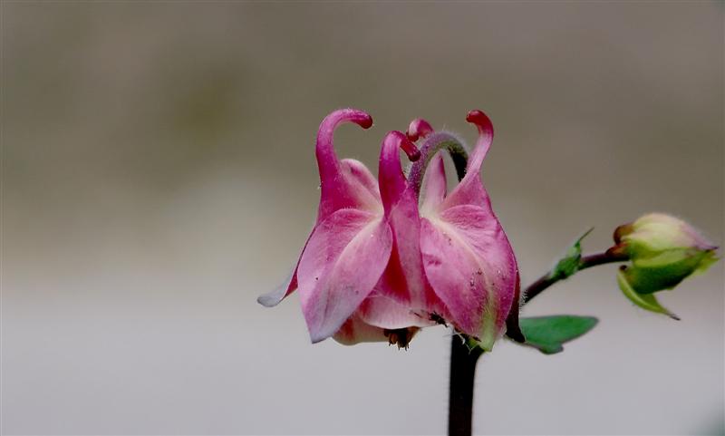 photo "***" tags: nature, flowers