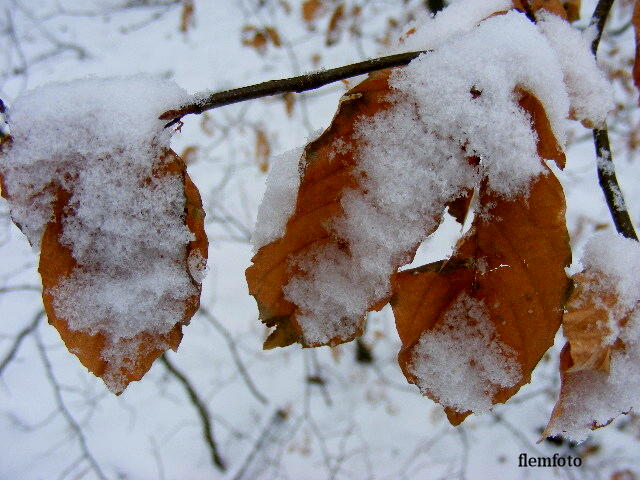 photo "Snow." tags: landscape, winter