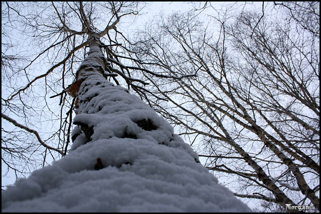 photo "***" tags: landscape, winter