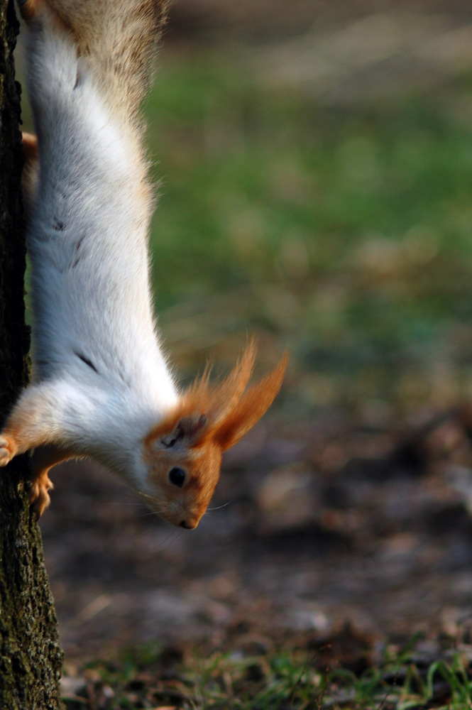 photo "***" tags: nature, wild animals