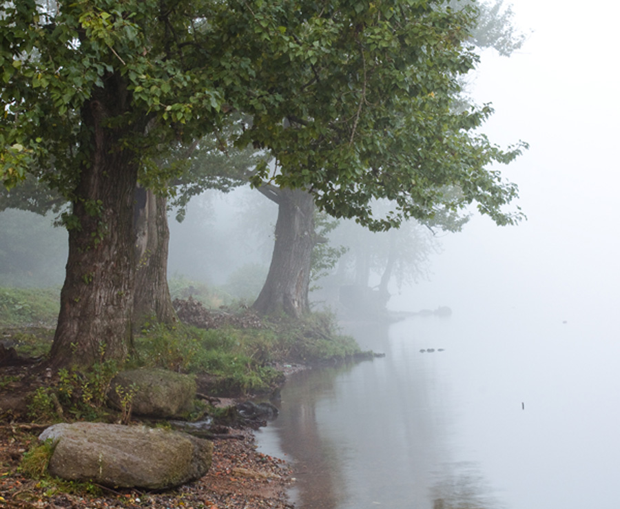 photo "Fairytale" tags: landscape, forest