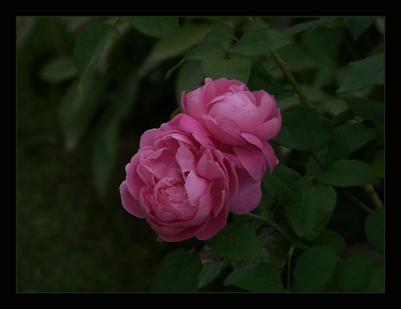 photo "***" tags: nature, flowers