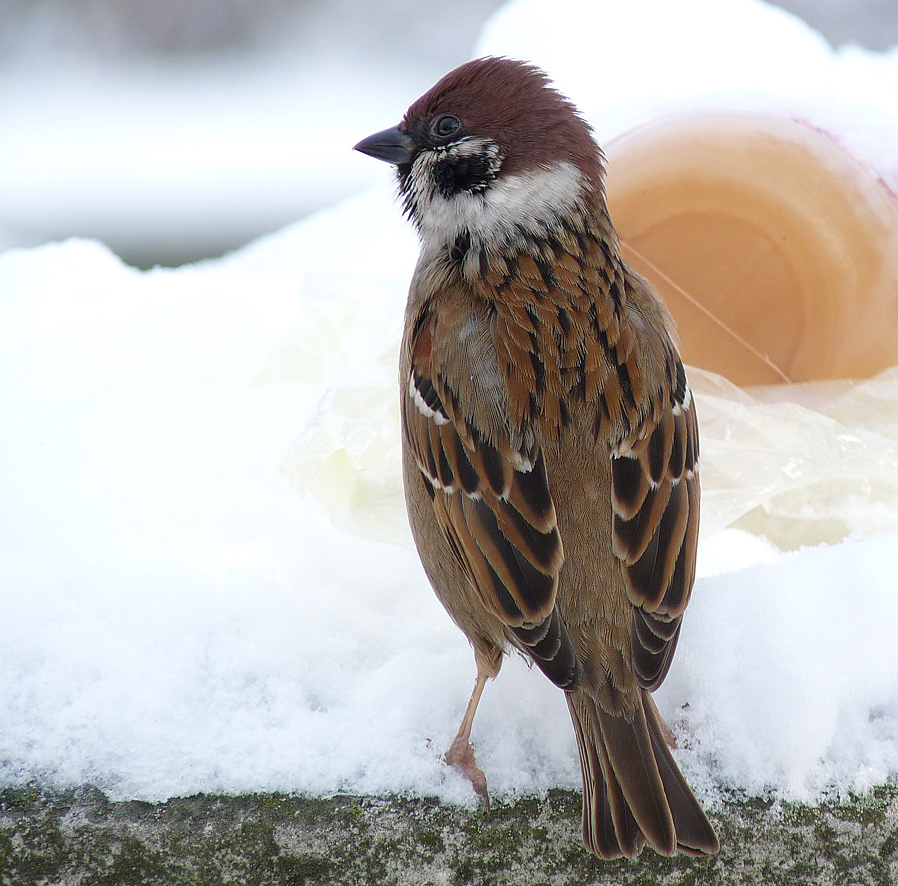 фото "Passer montanus" метки: природа, дикие животные