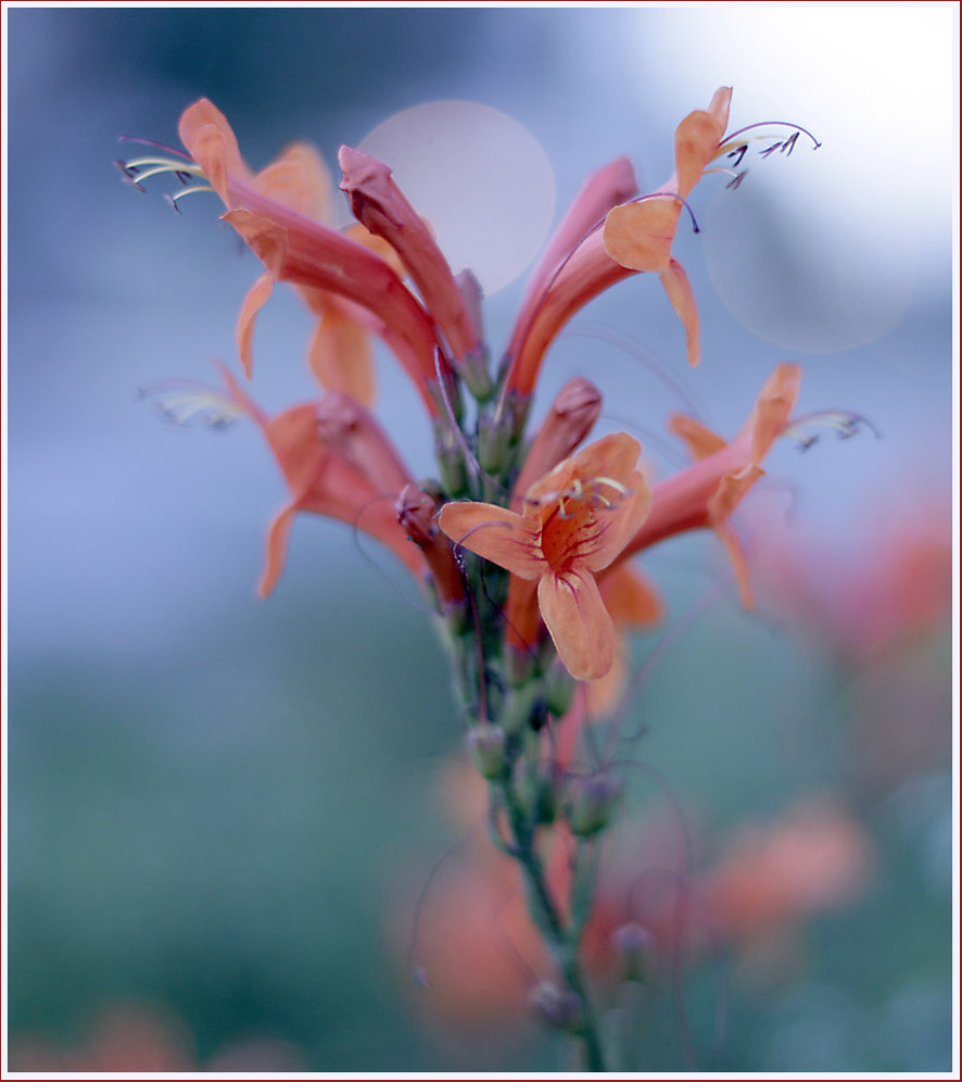 photo "***" tags: nature, flowers