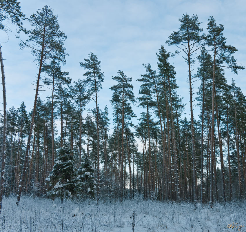 фото "В заснеженном лесу" метки: пейзаж, зима, лес