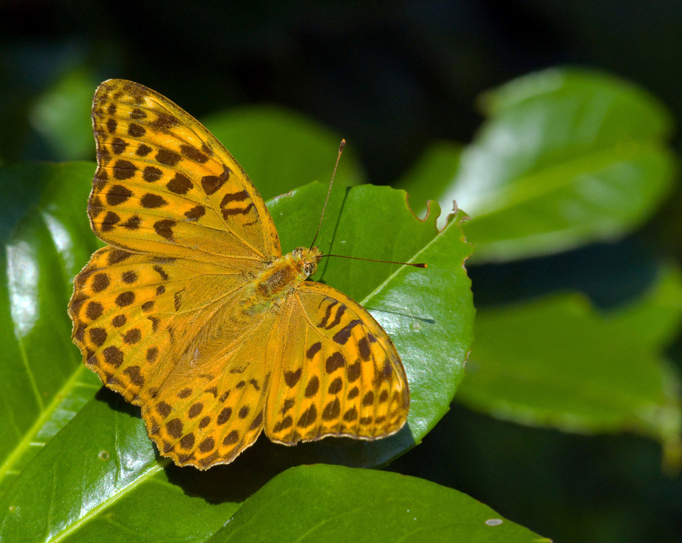 photo "***" tags: macro and close-up, 