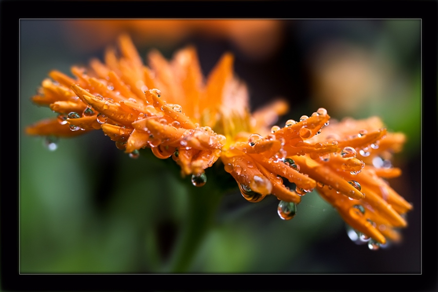 photo "***" tags: nature, flowers