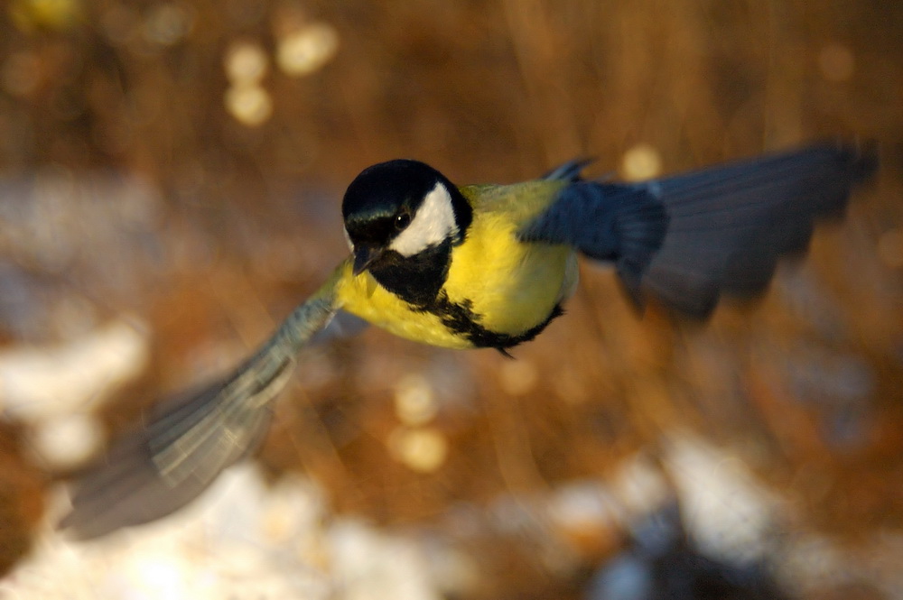 photo "***" tags: nature, wild animals