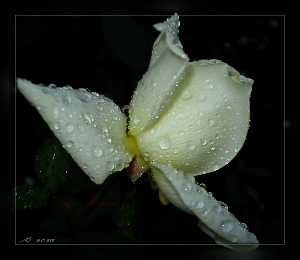 фото "Сентябрьская роза" метки: природа, макро и крупный план, цветы