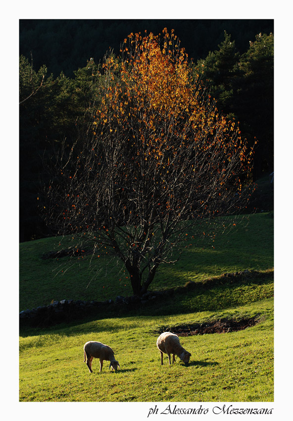 photo "pastorale" tags: landscape, mountains