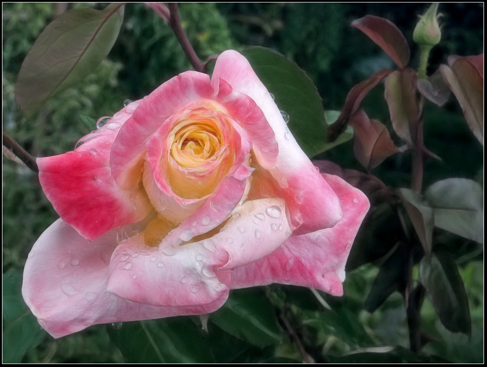 photo "after rain" tags: nature, flowers