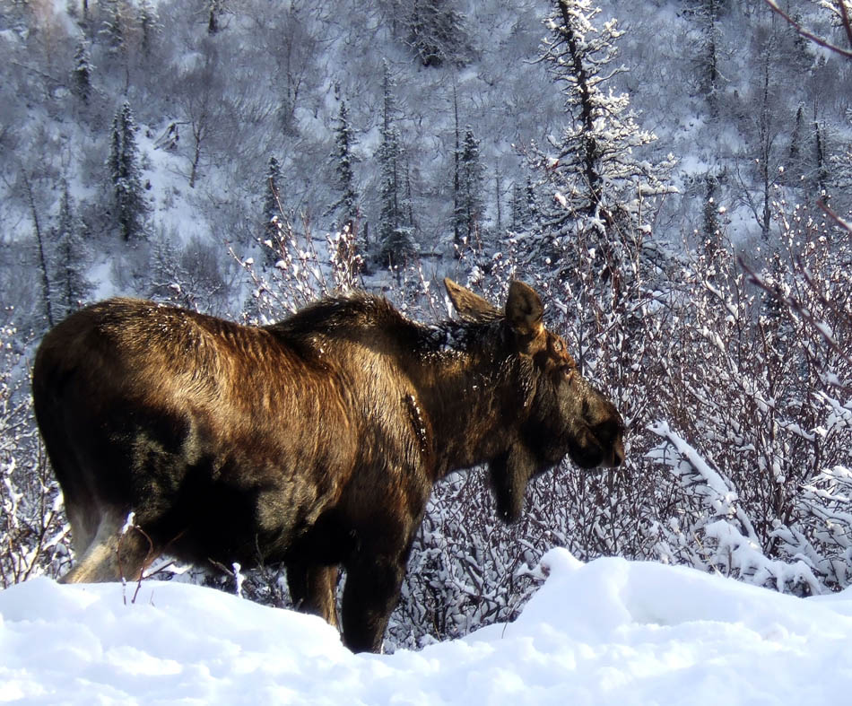 photo "Лось зимой" tags: nature, travel, North America, wild animals