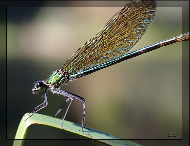 photo "стрекоза макро" tags: macro and close-up, nature, insect