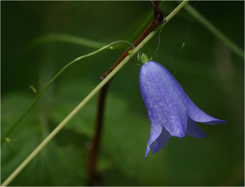 photo "* * *" tags: nature, flowers