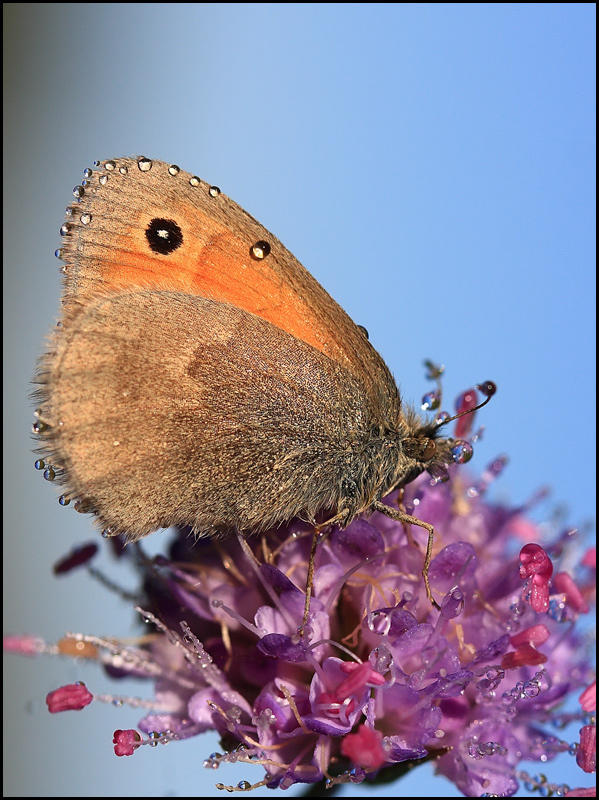 photo "***" tags: nature, macro and close-up, insect