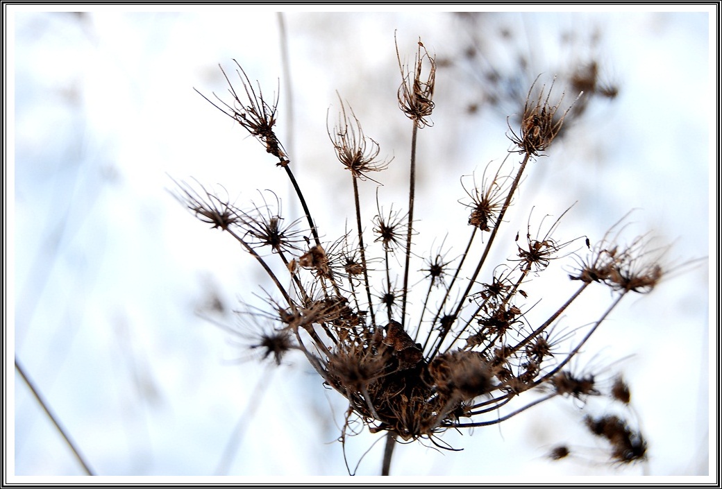 photo "Winter Bloom" tags: macro and close-up, nature, flowers