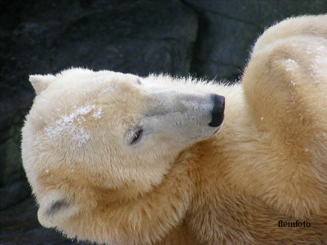 photo "Polaer bear." tags: nature, wild animals