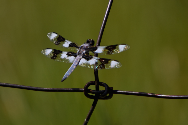 photo "knotty dragonfly" tags: nature, macro and close-up, 