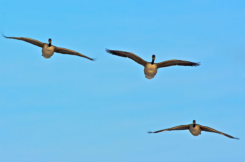 photo "We fly back..." tags: nature, wild animals