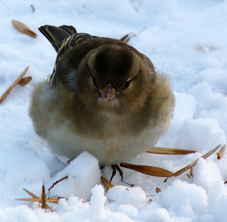 photo "***" tags: nature, wild animals