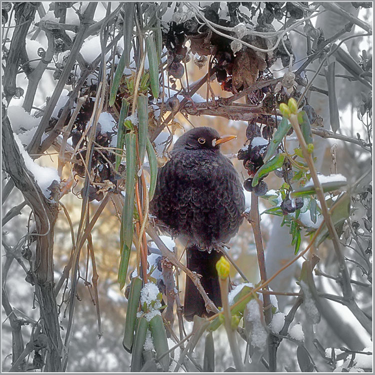 photo "Sygyrchyk (Ouzel)" tags: nature, wild animals