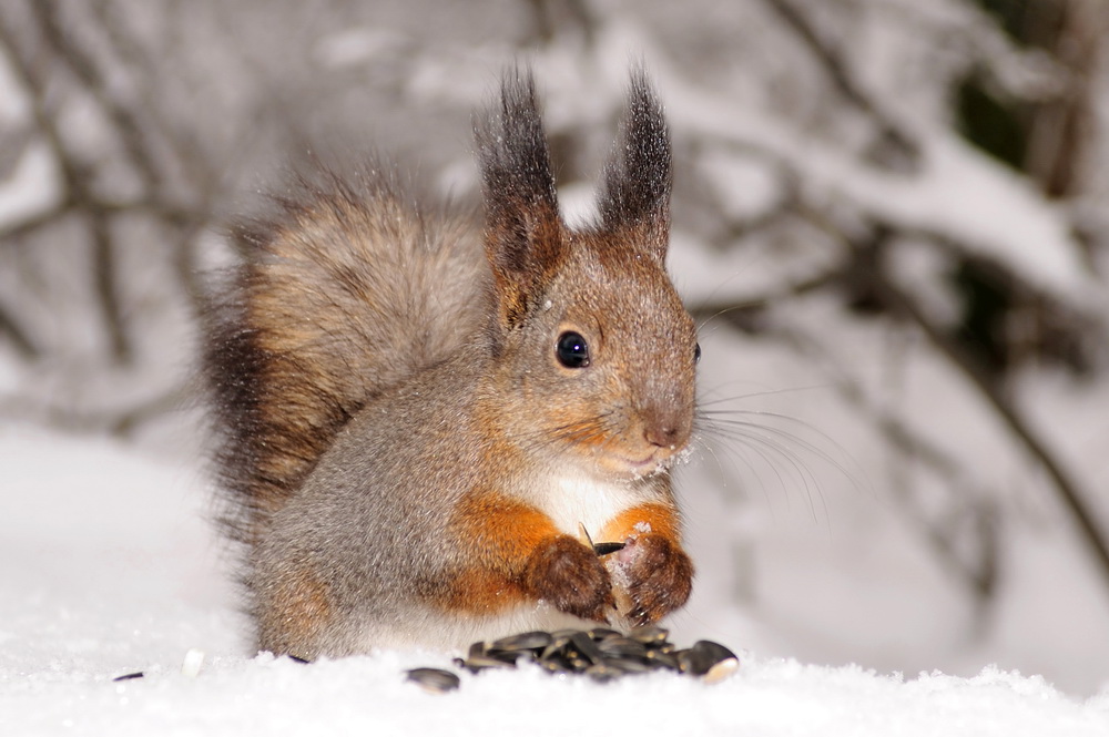 photo "***" tags: nature, wild animals