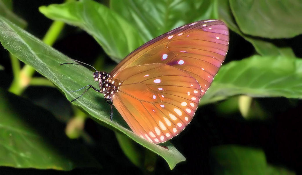 photo "***" tags: nature, insect