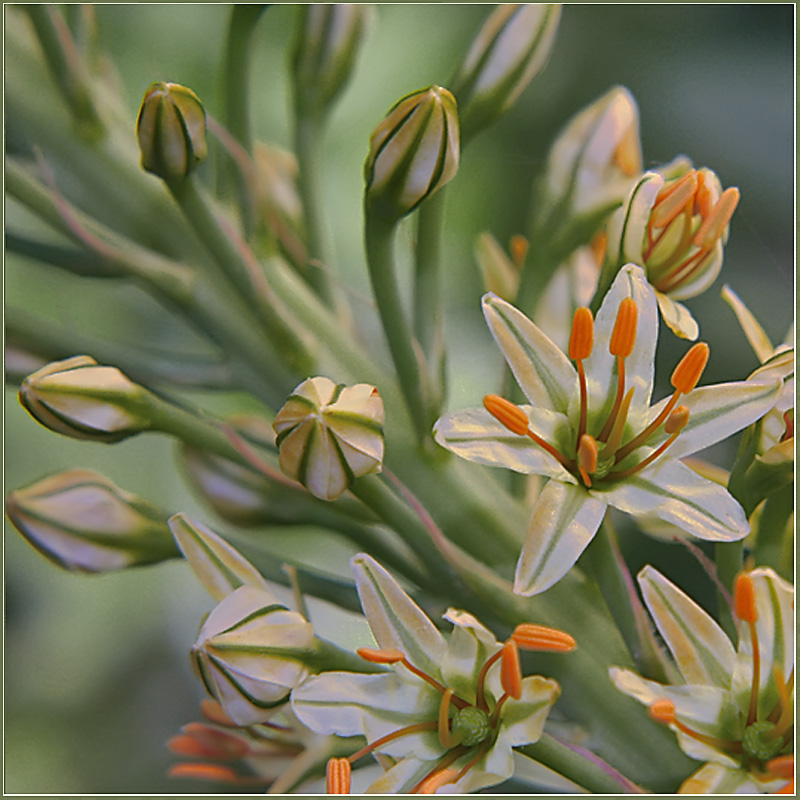 photo "Eremurus" tags: nature, flowers