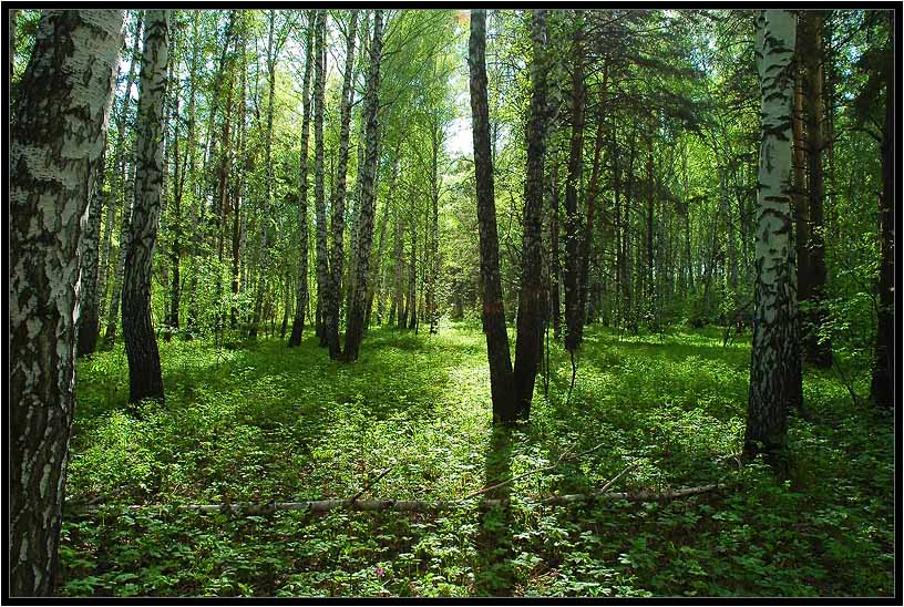 photo "Birch Grove" tags: landscape, forest