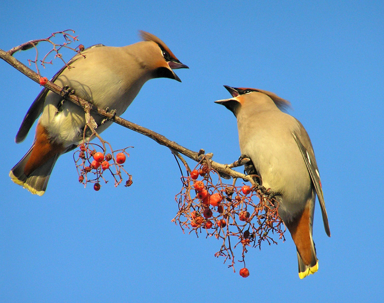 photo "Disagreement" tags: nature, wild animals