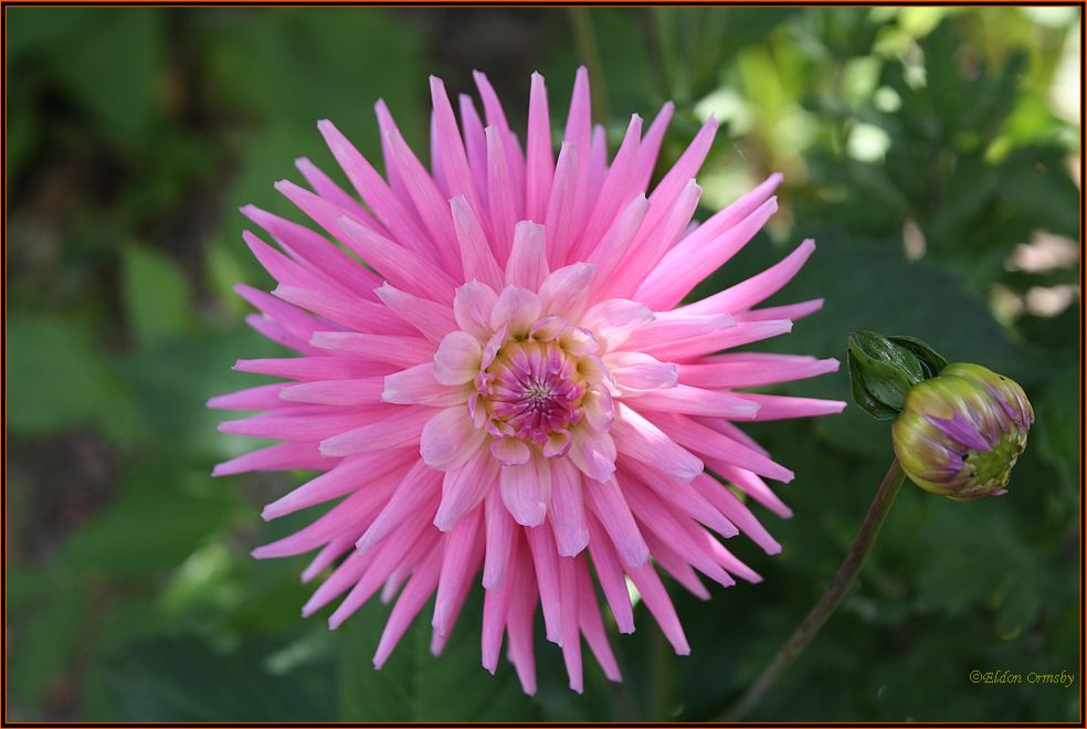 photo "Dahlia and Bud." tags: nature, insect