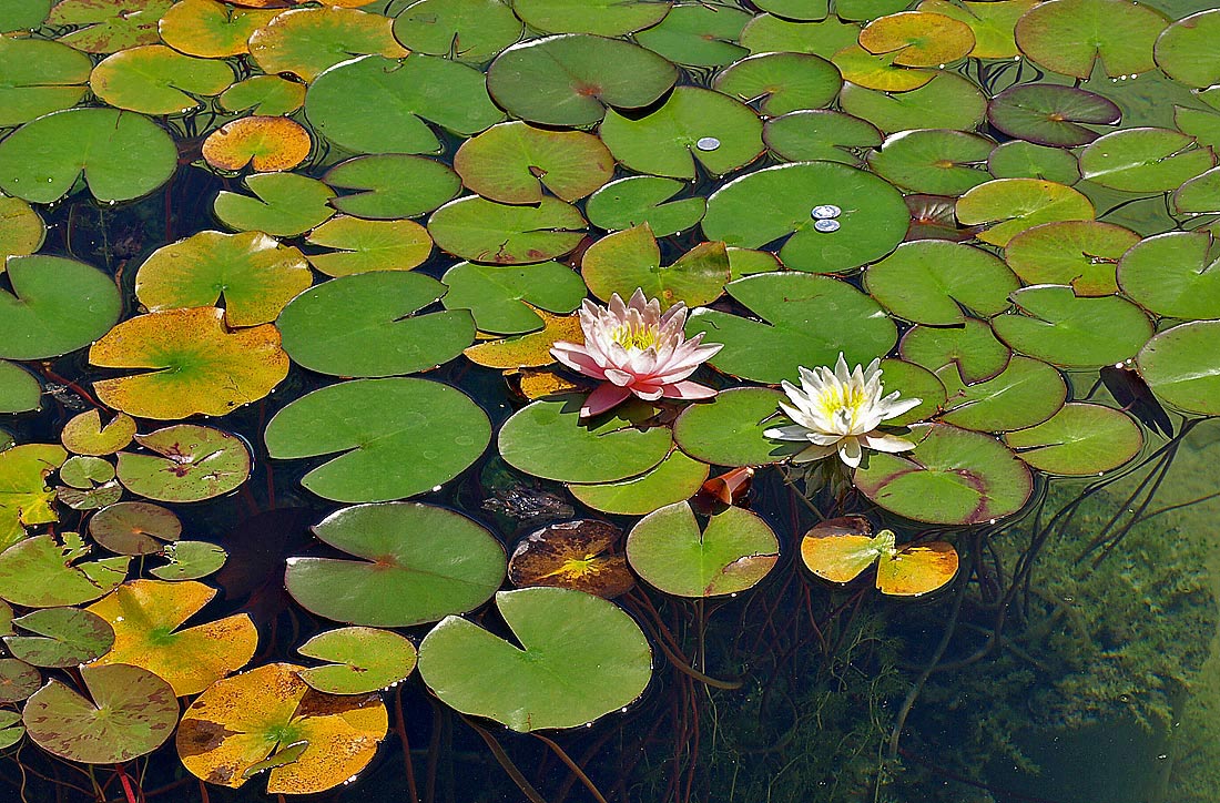 photo "Fortunately" tags: landscape, summer, water