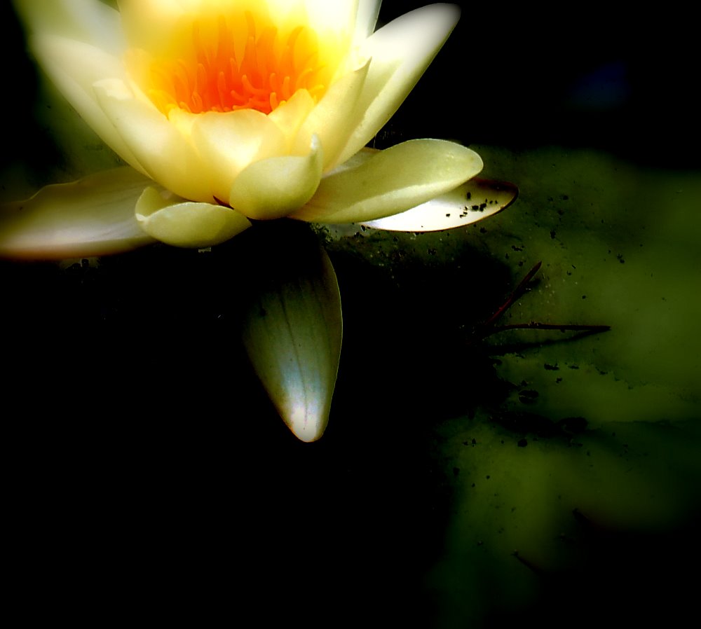 photo "***" tags: nature, flowers