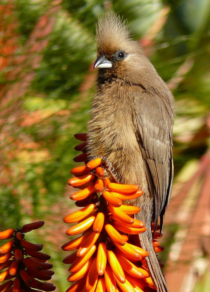 photo "***" tags: nature, wild animals