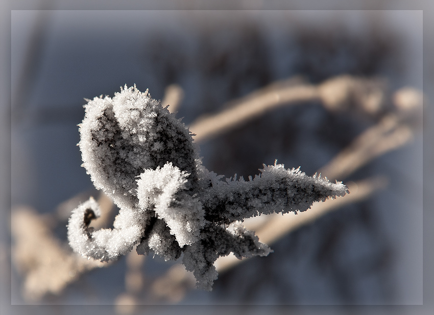 фото "Застывшие.." метки: природа, 