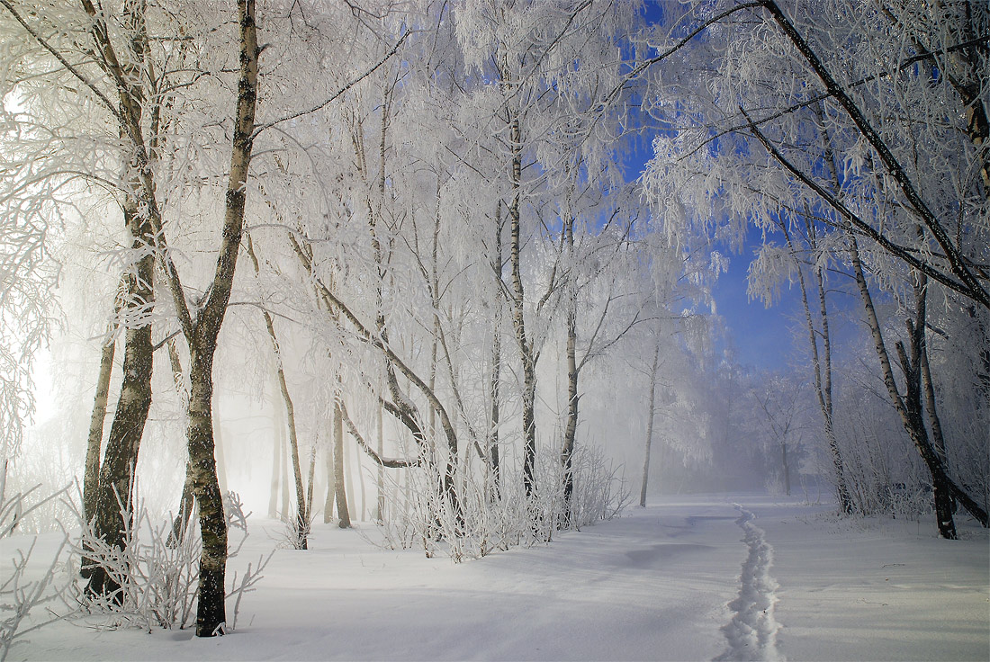 photo "***" tags: landscape, forest, winter