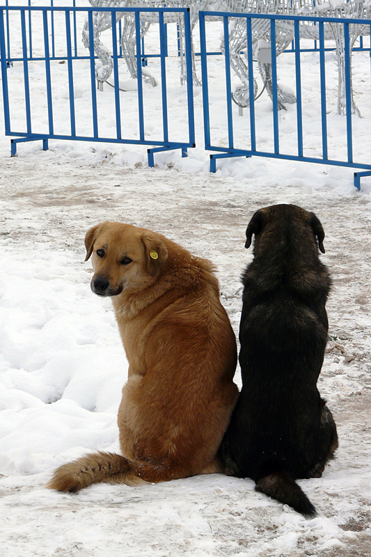 photo "Community pair" tags: nature, reporting, pets/farm animals