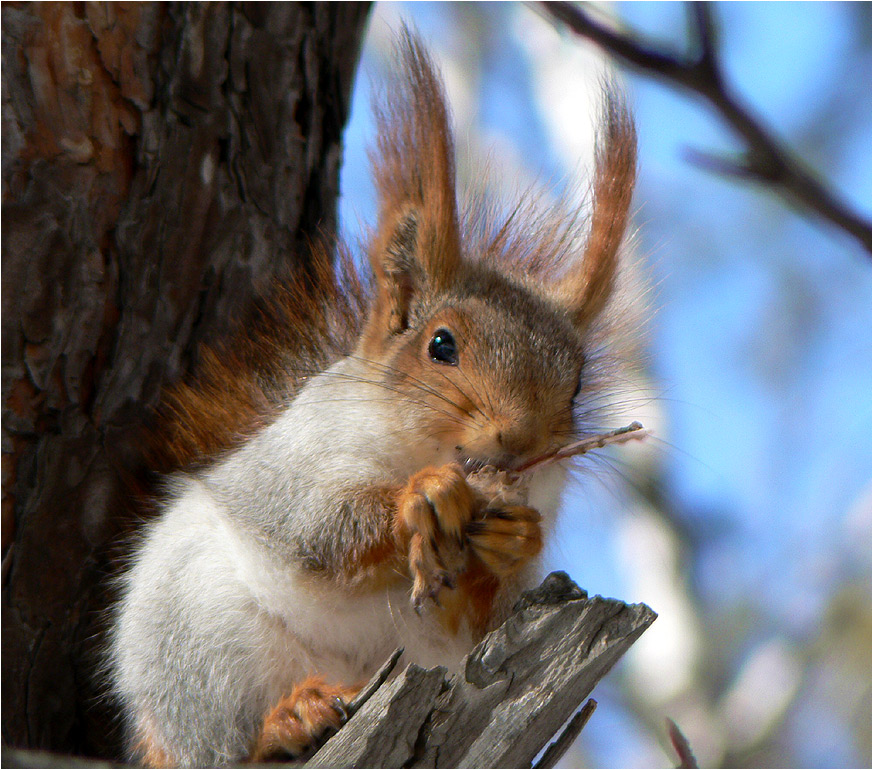 photo "squirrel cannibalism" tags: nature, genre, wild animals