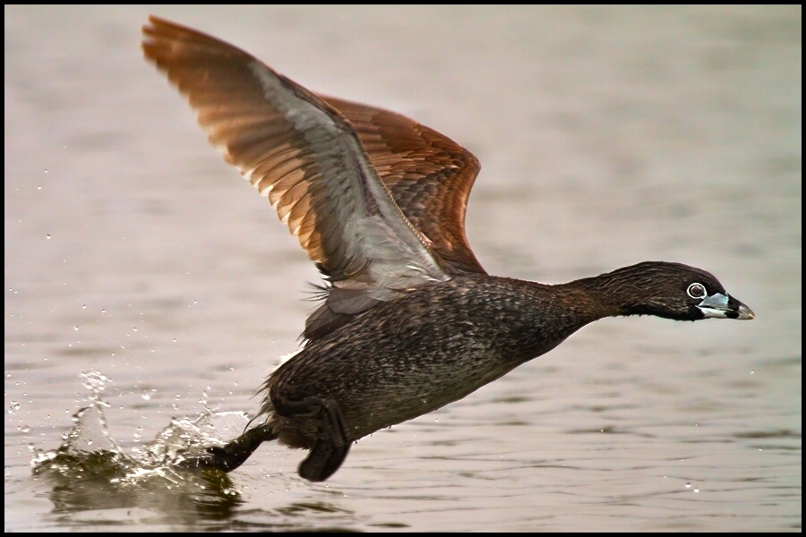 photo "podylimbus podiceps" tags: nature, wild animals