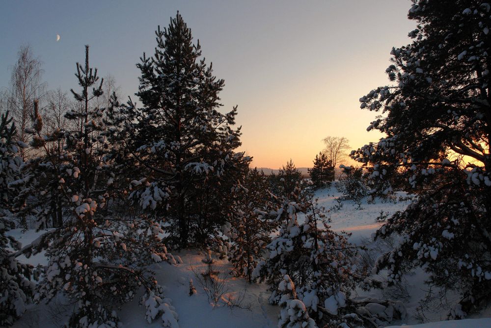 photo "***" tags: landscape, forest