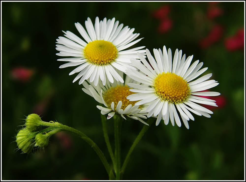 photo "***" tags: nature, flowers