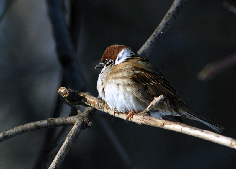 photo "***" tags: nature, wild animals