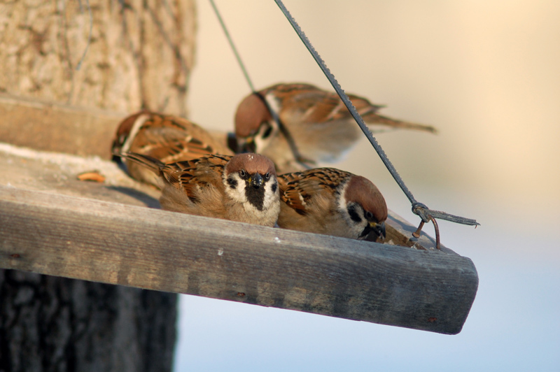 photo "***" tags: nature, wild animals