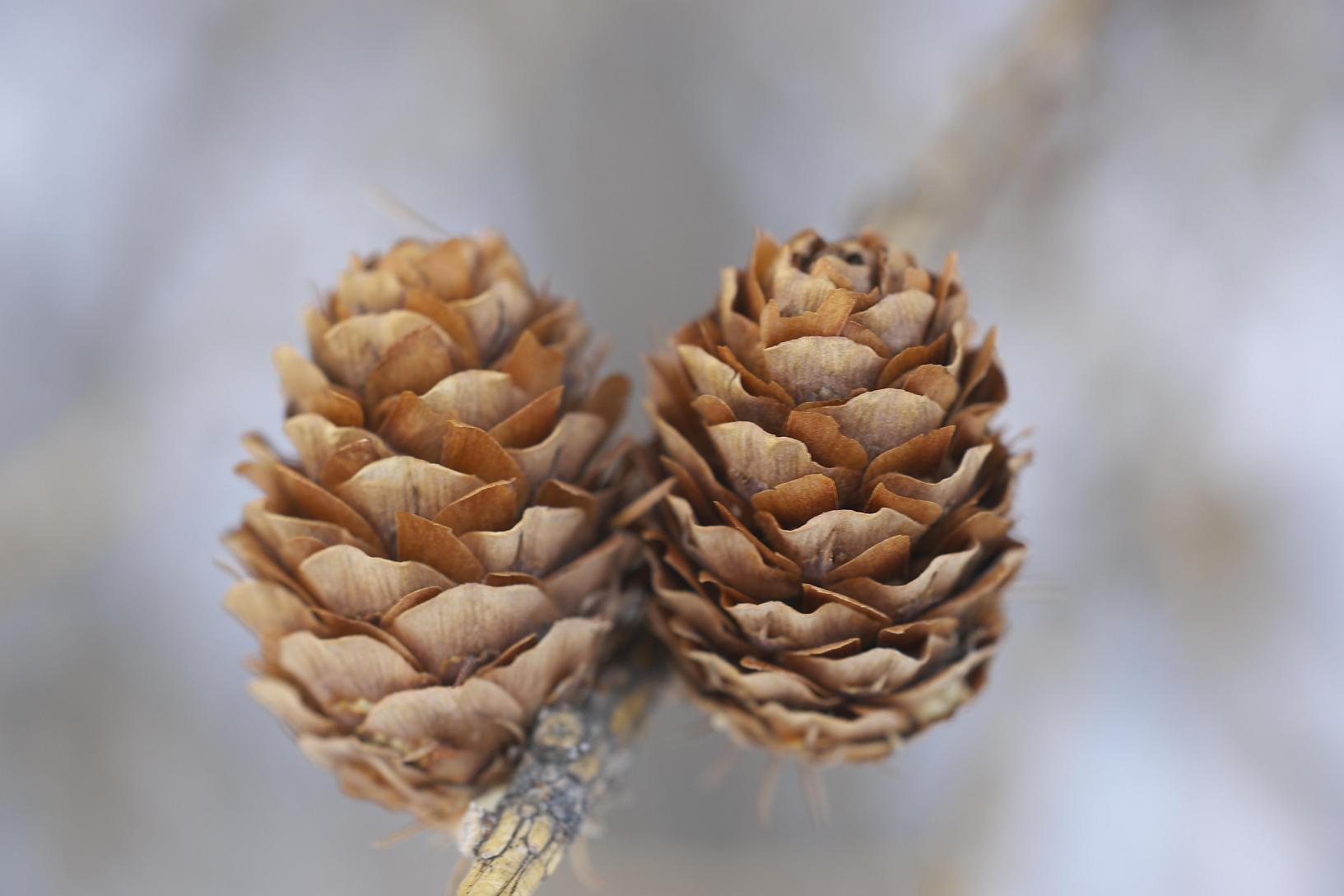 photo "The Apparition of pine-cones" tags: nature, 